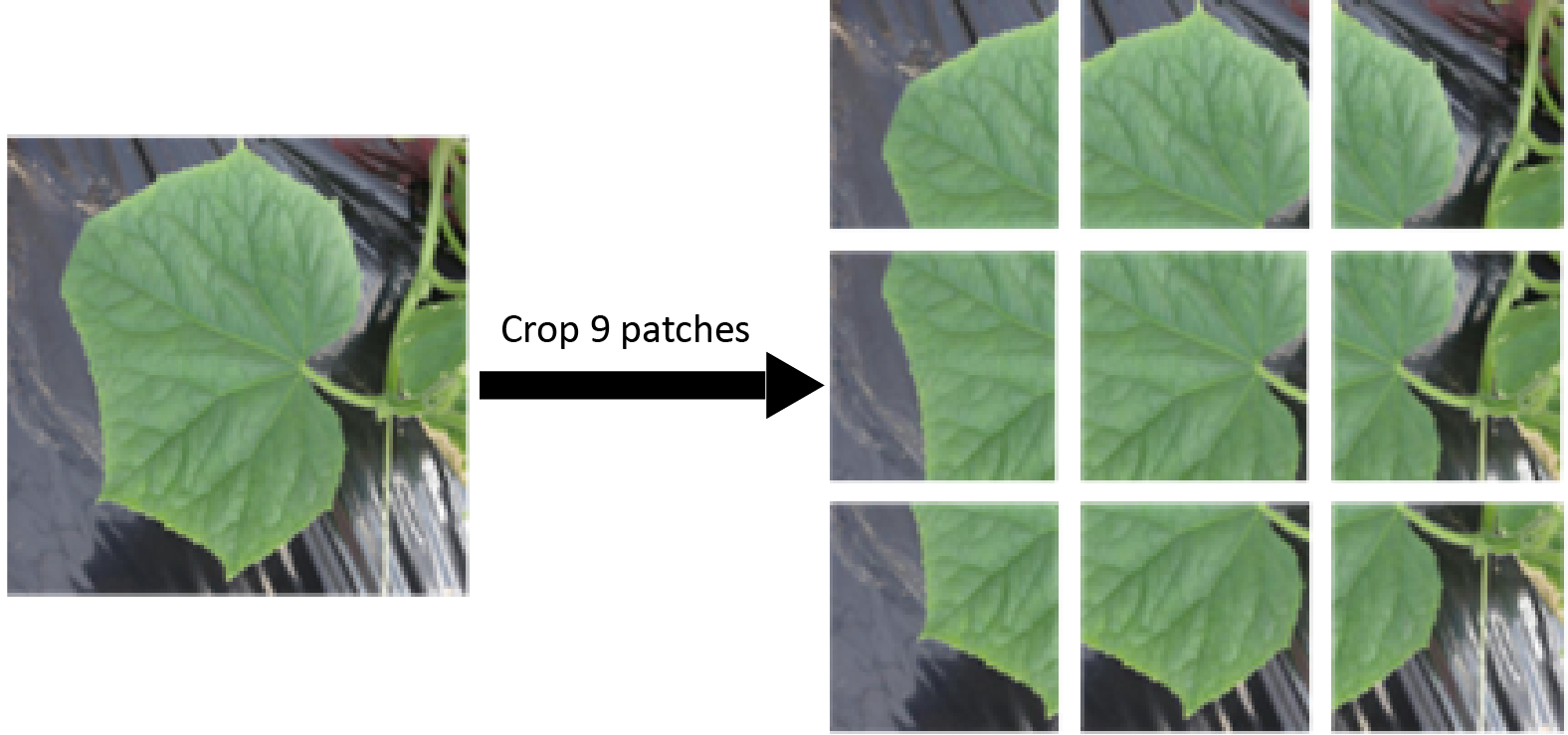 leaf disease, RPA