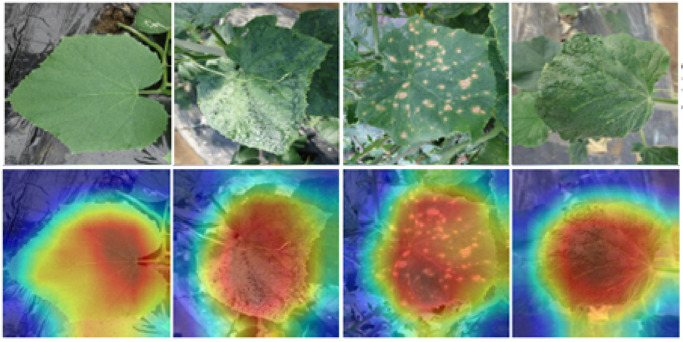 Leaf disease diagnosis